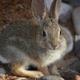 : A young Desert Cottontail rabbit searches for food near Santa Fe, New Mexico.